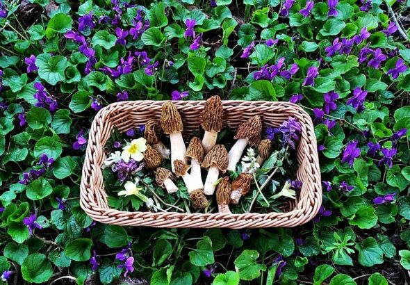 Cseh kucsmagomba Judit kosarában Forrás: Pál Judit