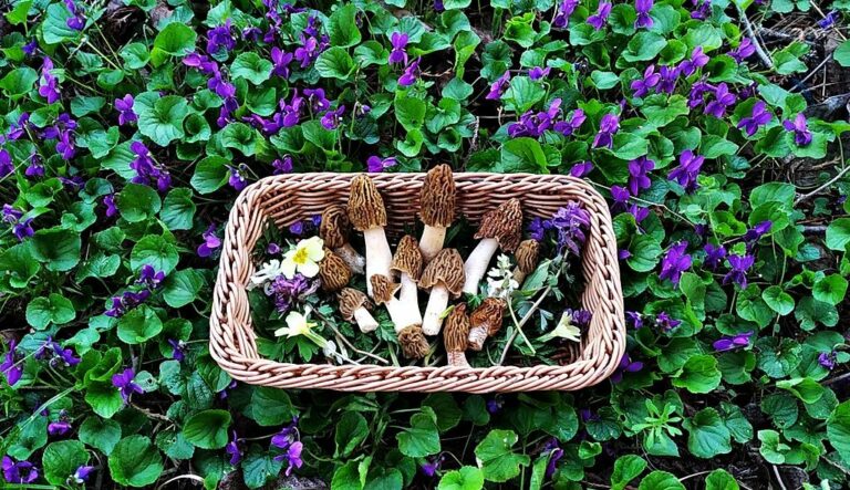 Cseh kucsmagomba Judit kosarában Forrás: Pál Judit