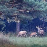 Az említett példák nem csak a lopás esetei, hanem állatkínzással is párosuló tettek.