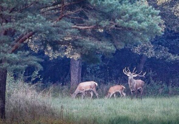 Az említett példák nem csak a lopás esetei, hanem állatkínzással is párosuló tettek.