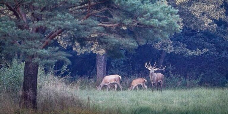 Az említett példák nem csak a lopás esetei, hanem állatkínzással is párosuló tettek.