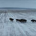 Jól érzik magukat a bölények