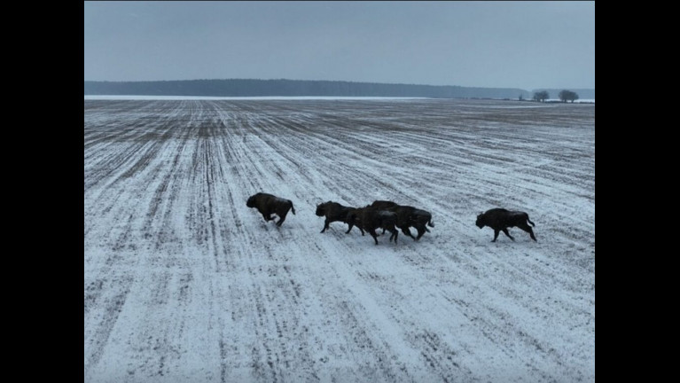 Jól érzik magukat a bölények