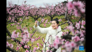 Kína: hódít a tavasz