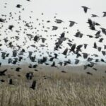 A költési időszak kezdetével ismét megjelentek az épületek ablakait és az autók visszapillantó tükreit támadó madarak, védelmükben javasolt a tükröződő felületek eltakarása - közölte a Magyar Madártani és Természetvédelmi Egyesület (MME) hétfőn az MTI-vel.