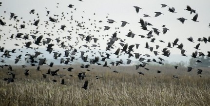 A költési időszak kezdetével ismét megjelentek az épületek ablakait és az autók visszapillantó tükreit támadó madarak, védelmükben javasolt a tükröződő felületek eltakarása - közölte a Magyar Madártani és Természetvédelmi Egyesület (MME) hétfőn az MTI-vel.