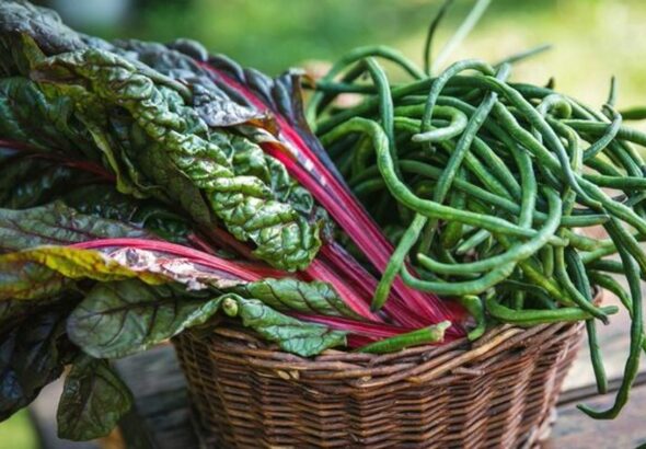 Mángoldot elvétve a pécsi, baranyai piacokon is lehet kapni