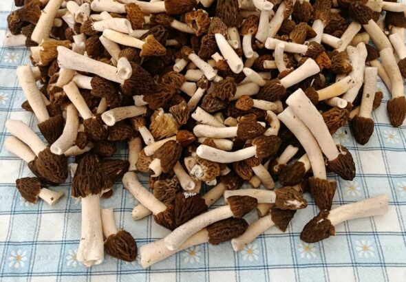 Kucsmagomba a pécsi vásárcsarnokban.