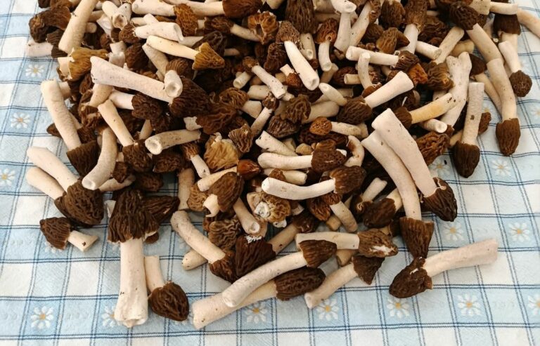 Kucsmagomba a pécsi vásárcsarnokban.