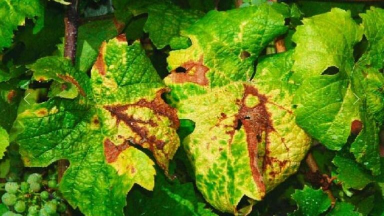 A szőlő aranyszínű sárgaság egyik jellegzetes tünete a levelek sárgulása és elszíneződése. Forrás: plant-protection.com