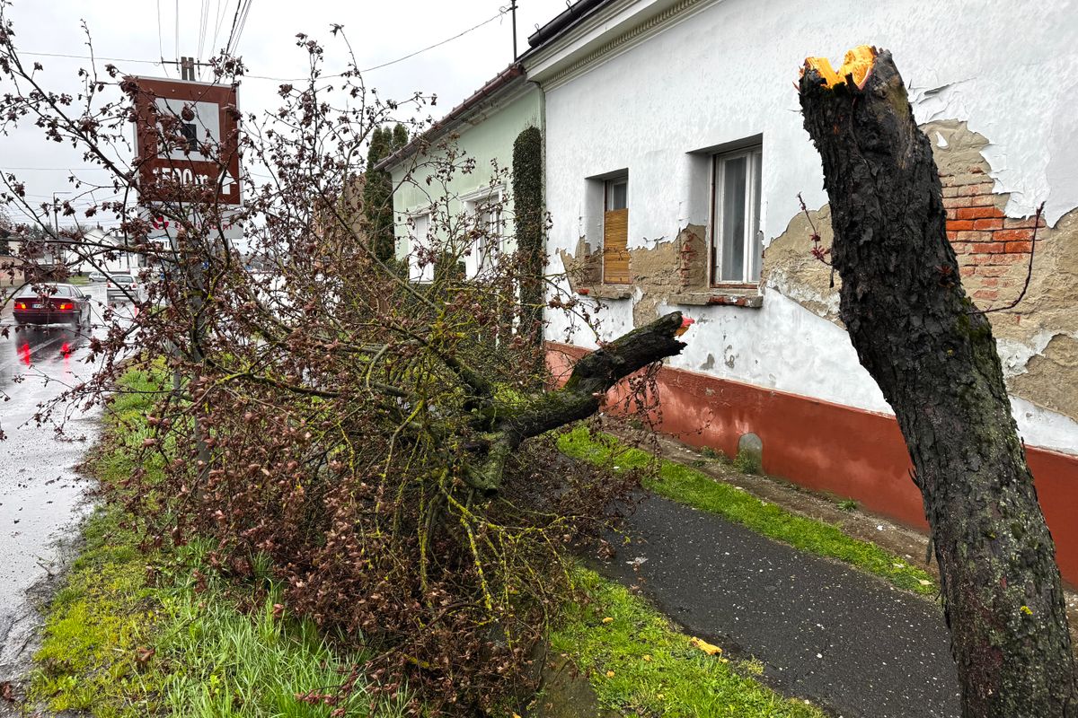 Kettétört fa Nagykanizsán a Magyar utcán. A viharos erejű szél villanyoszlopokat sem kímélt, sok munkája van a tűzoltóknak Fotó: Szakony Attila