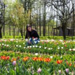 Pénteken nyit Balassagyarmat mesés tulipános kertje Fotó: Vendel Lajos / Forrás: Nool.hu / Archív / Illusztráció