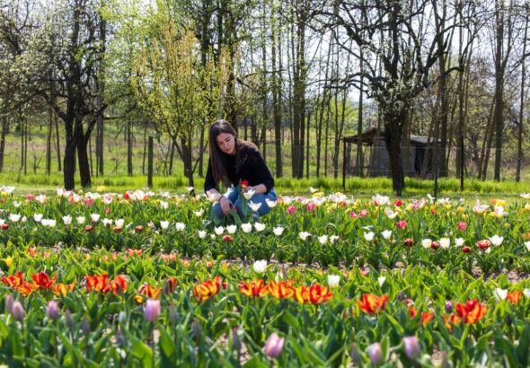 Pénteken nyit Balassagyarmat mesés tulipános kertje Fotó: Vendel Lajos / Forrás: Nool.hu / Archív / Illusztráció