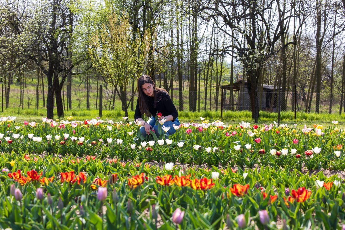 Pénteken nyit Balassagyarmat mesés tulipános kertje Fotó: Vendel Lajos / Forrás: Nool.hu / Archív / Illusztráció