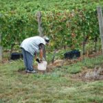 A szőlősorokban a takarónövényzetnek nagy szerepe van szüret idején is Forrás: TEOL illusztráció