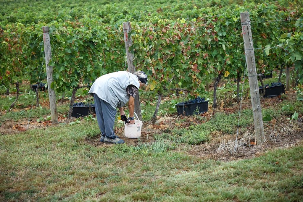 A szőlősorokban a takarónövényzetnek nagy szerepe van szüret idején is Forrás: TEOL illusztráció