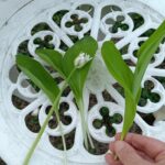 Alapvető különbség a levélzetben. Bal oldalt a medvehagyma, amelynek levelei külön száron nőnek ki a talajból, jobbra a gyöngyvirág, amelynek levelei egy hüvelyből erednek és ölelik egymást. Az egyik virágzik, a másik még nem. Fotó: Antal Lívia / Zalai Hírlap