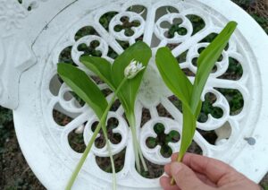 Alapvető különbség a levélzetben. Bal oldalt a medvehagyma, amelynek levelei külön száron nőnek ki a talajból, jobbra a gyöngyvirág, amelynek levelei egy hüvelyből erednek és ölelik egymást. Az egyik virágzik, a másik még nem. Fotó: Antal Lívia / Zalai Hírlap