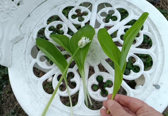 Alapvető különbség a levélzetben. Bal oldalt a medvehagyma, amelynek levelei külön száron nőnek ki a talajból, jobbra a gyöngyvirág, amelynek levelei egy hüvelyből erednek és ölelik egymást. Az egyik virágzik, a másik még nem. Fotó: Antal Lívia / Zalai Hírlap