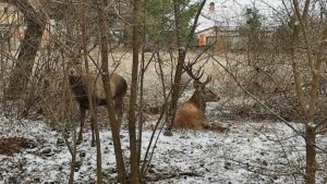 Már megesett, hogy a szarvasok szó szerint beköltöztek Abasár belterületére Forrás: Beküldött fotó / Kazsu Attila