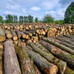 Nógrádot is érintheti a tűzifa-válság – riasztó adatokat közöltek a kutatók