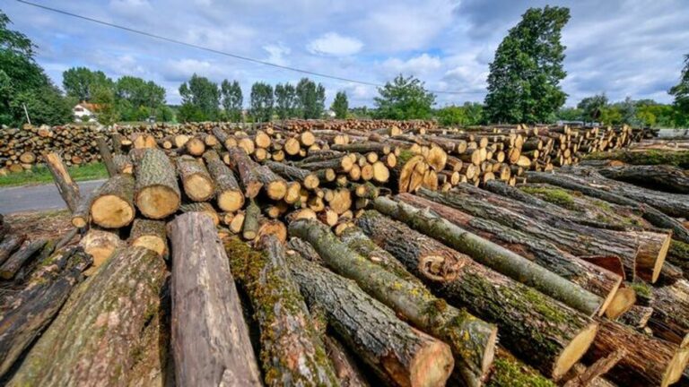 Nógrádot is érintheti a tűzifa-válság – riasztó adatokat közöltek a kutatók