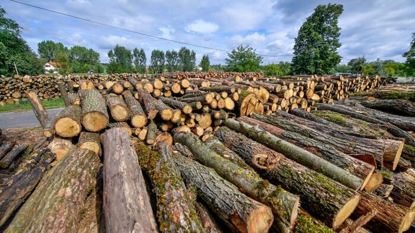 Nógrádot is érintheti a tűzifa-válság – riasztó adatokat közöltek a kutatók