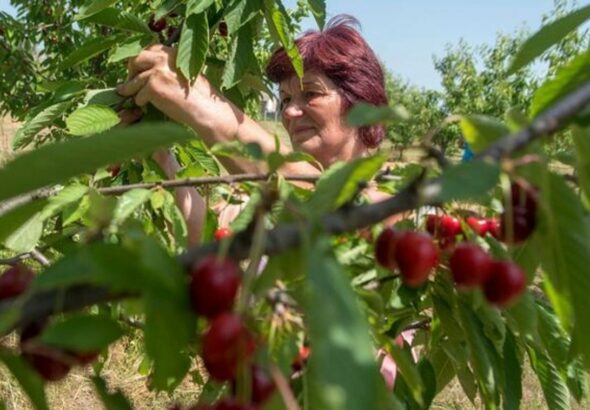 Vajon kié a házunk előtti gyümölcsfa termése?