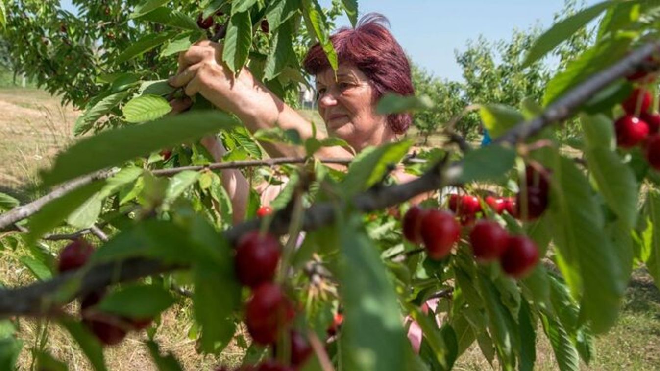 Vajon kié a házunk előtti gyümölcsfa termése?
