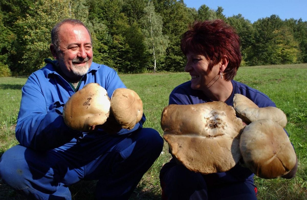 A képen látható méretre is megnőhet a vargánya, ha adottak a jó körülmények, a napsütés és az eső Forrás: MTI