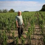 A kormányzat gyors kárenyhítést ígér a gazdáknak a vasárnapi vihar után, miközben a jégkármérséklő rendszer további fejlesztését is vizsgálják Forrás: teol.hu Fotó: Mártonfai Dénes