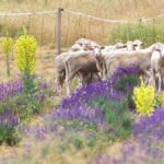 A levendulásban cikta juhokat hívnak segítségül a növényzet kezeléséhez Forrás: Balaton-felvidéki Nemzeti Park