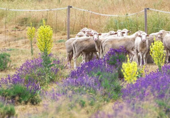 A levendulásban cikta juhokat hívnak segítségül a növényzet kezeléséhez Forrás: Balaton-felvidéki Nemzeti Park