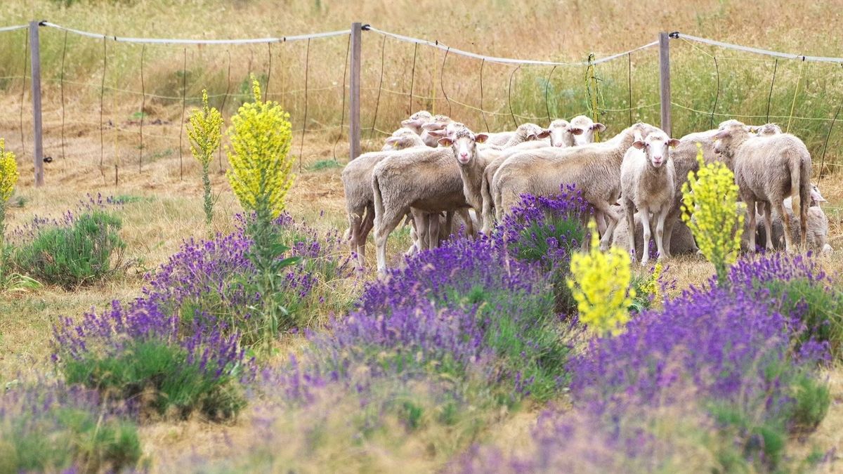A levendulásban cikta juhokat hívnak segítségül a növényzet kezeléséhez Forrás: Balaton-felvidéki Nemzeti Park