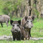 A várost ellepik a vaddisznók a nyestek, a rókák. Évek óta visszatérő téma a varjak, galambok okozta szennyezés, zajkeltés is.
