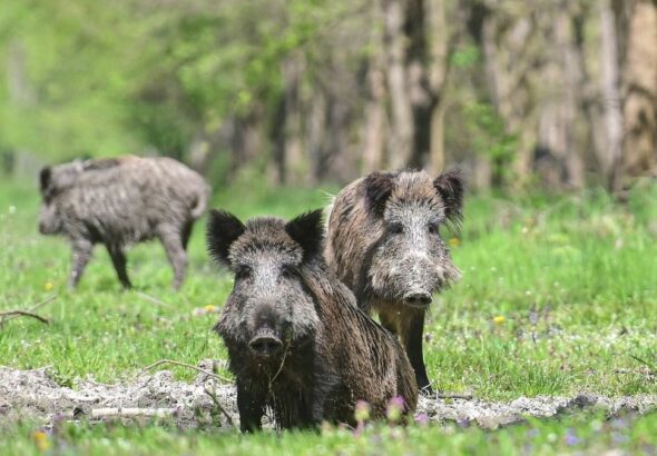 A várost ellepik a vaddisznók a nyestek, a rókák. Évek óta visszatérő téma a varjak, galambok okozta szennyezés, zajkeltés is.
