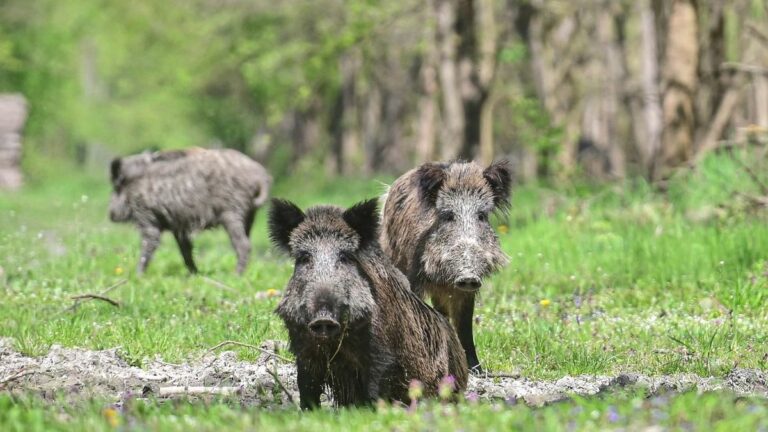 A várost ellepik a vaddisznók a nyestek, a rókák. Évek óta visszatérő téma a varjak, galambok okozta szennyezés, zajkeltés is.