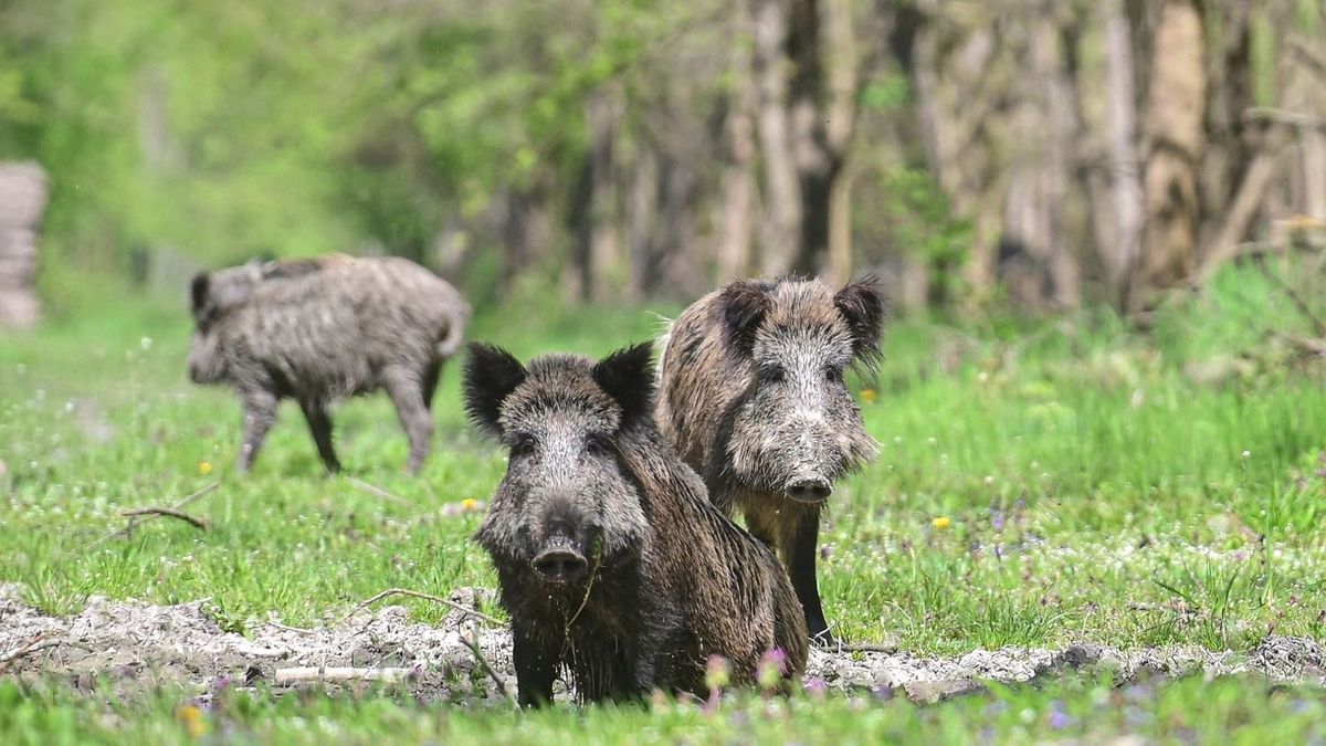 A várost ellepik a vaddisznók a nyestek, a rókák. Évek óta visszatérő téma a varjak, galambok okozta szennyezés, zajkeltés is.