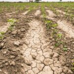 Az aszály elleni küzdelem ma már nem kizárólag az öntözésről szól, hanem arról is, hogy a lehulló esővíz mennyi ideig marad a földben. Forrás: Agrárszektor.hu