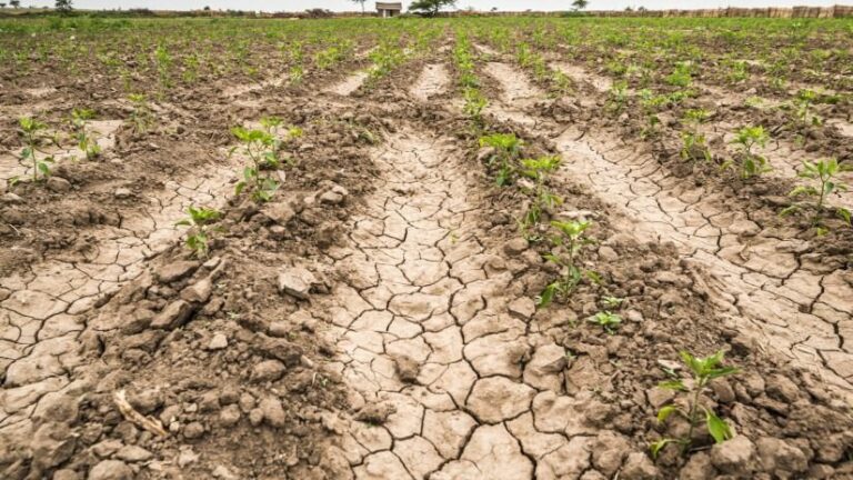Az aszály elleni küzdelem ma már nem kizárólag az öntözésről szól, hanem arról is, hogy a lehulló esővíz mennyi ideig marad a földben. Forrás: Agrárszektor.hu