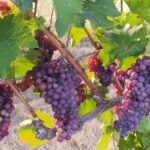 IMG_20260902_181616