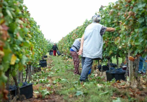 Szüret Szekszárdon: a kevesebb szőlő ellenére sem nőttek a felvásárlási árak Fotó: TEOL