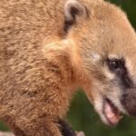 Az ormányos medve megjelenése miatt könnyű azt gondolni, hogy egy ártalmatlan jövevényről van szó Forrás: Facebbok/ Alapítvány a Budapesti Állatkertért