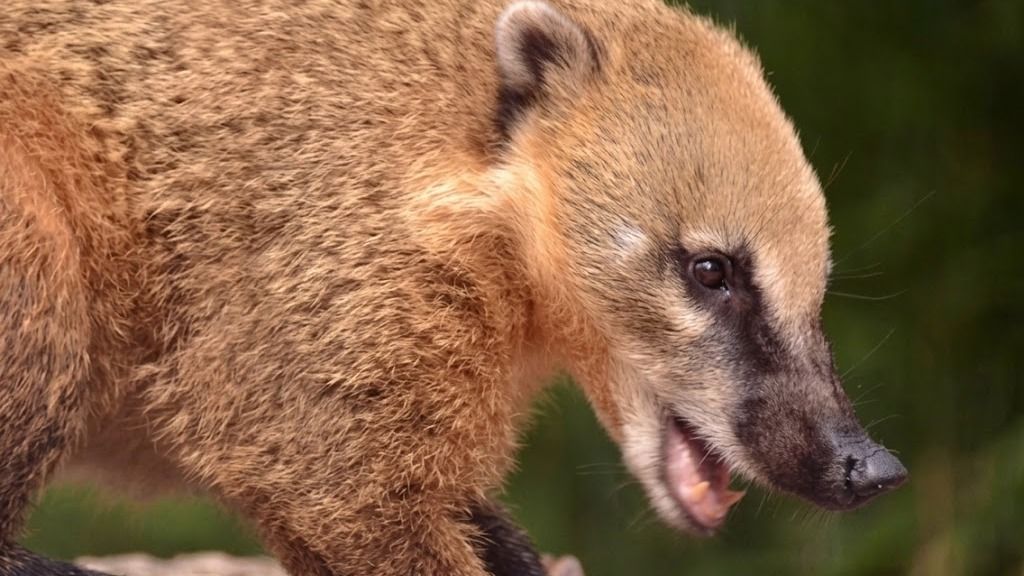 Az ormányos medve megjelenése miatt könnyű azt gondolni, hogy egy ártalmatlan jövevényről van szó Forrás: Facebbok/ Alapítvány a Budapesti Állatkertért