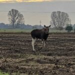 Újra levideózták a jávorszarvas Hajdú-Biharban, Debrecentől mintegy 30 kilométerre Forrás: Olvasónktól