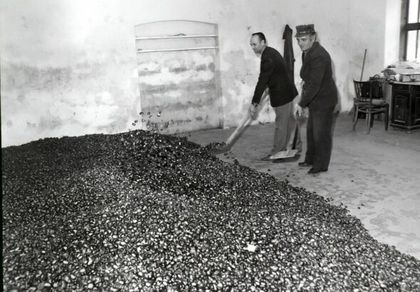 Szelídgesztenye leadás 1981-ben Iharosberényben Forrás: MW-archív