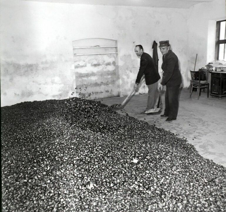 Szelídgesztenye leadás 1981-ben Iharosberényben Forrás: MW-archív