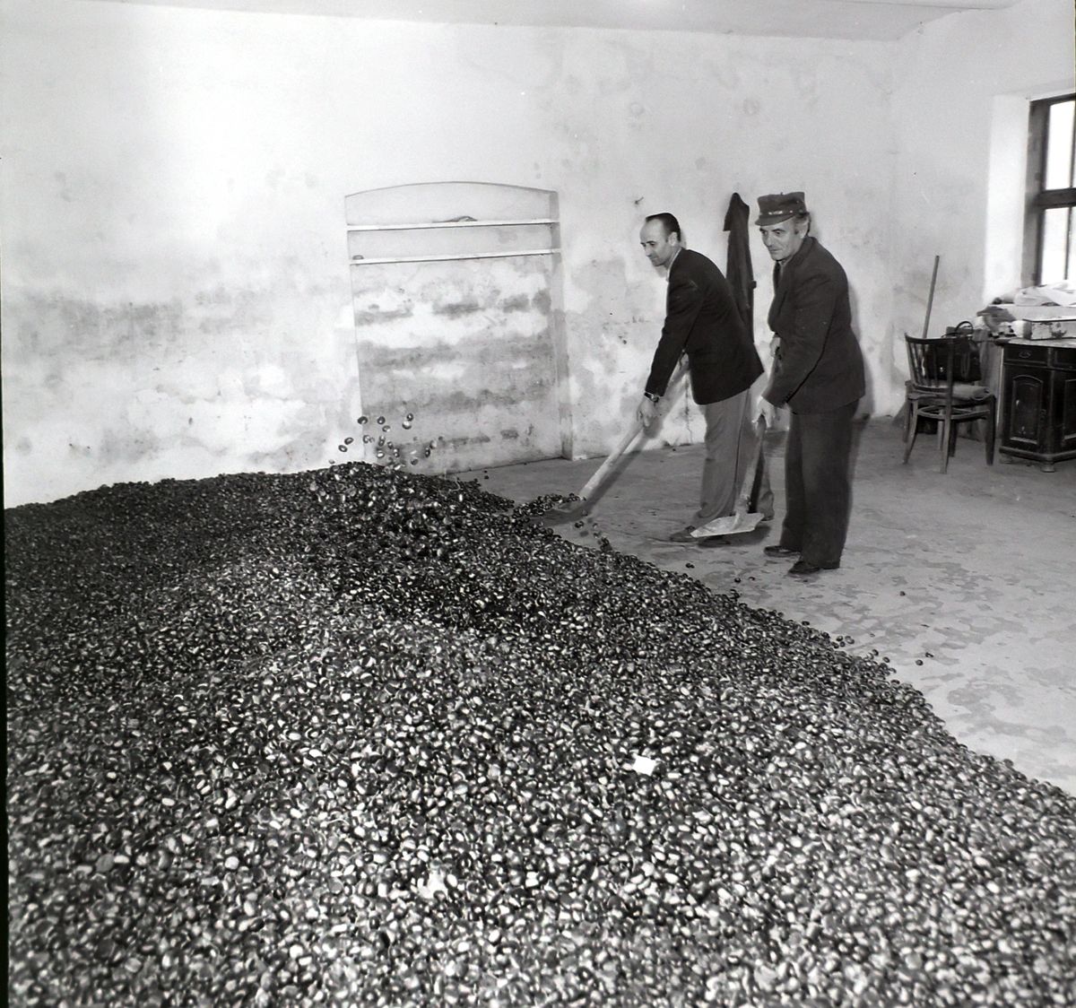 Szelídgesztenye leadás 1981-ben Iharosberényben Forrás: MW-archív