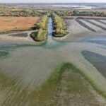 Lenyűgöző minták rajzolódnak ki a Tisza-tó medrében Forrás: Facebook/MOHOSZ Tisza-tavi Kirendeltség
