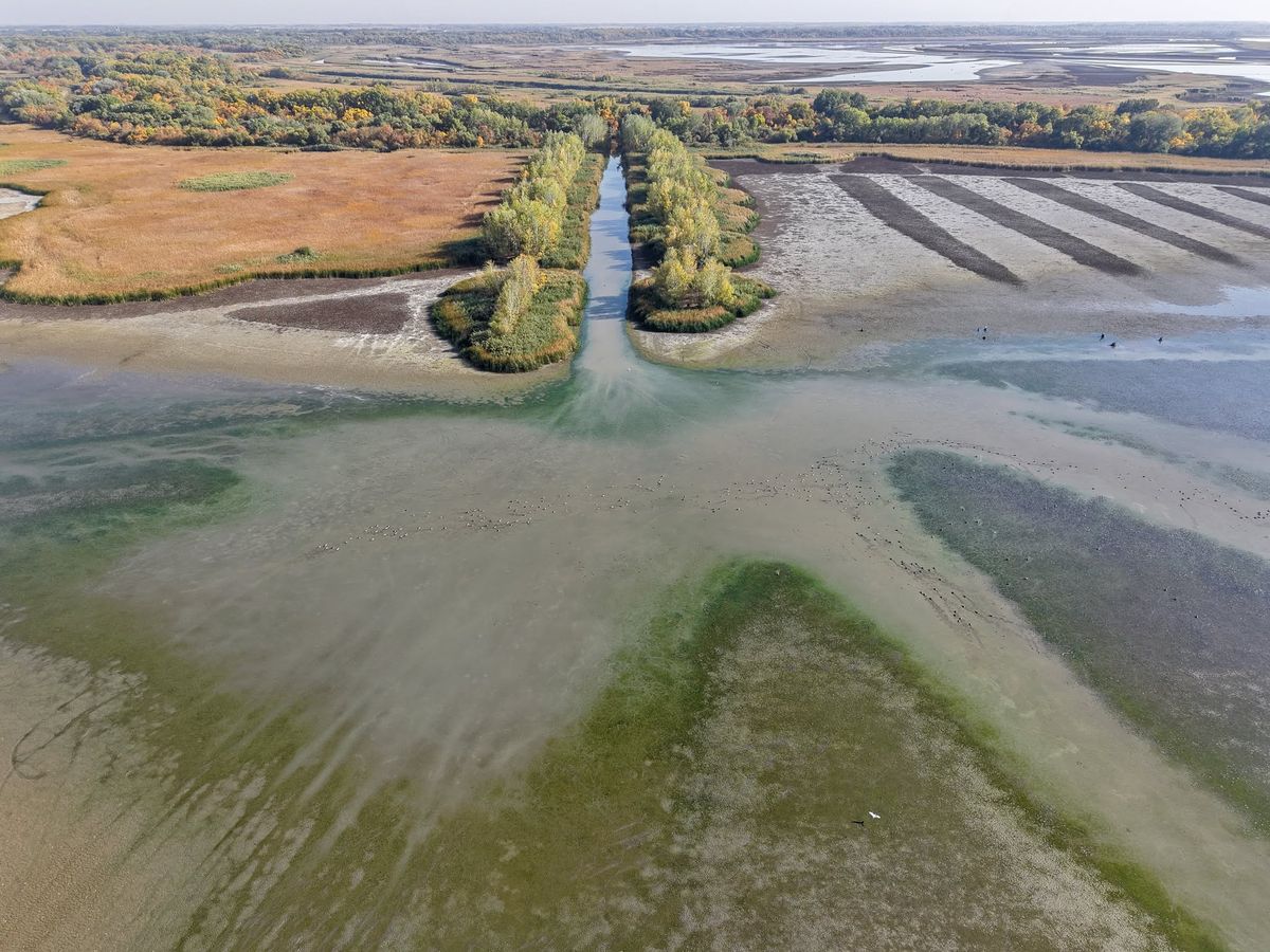 Lenyűgöző minták rajzolódnak ki a Tisza-tó medrében Forrás: Facebook/MOHOSZ Tisza-tavi Kirendeltség